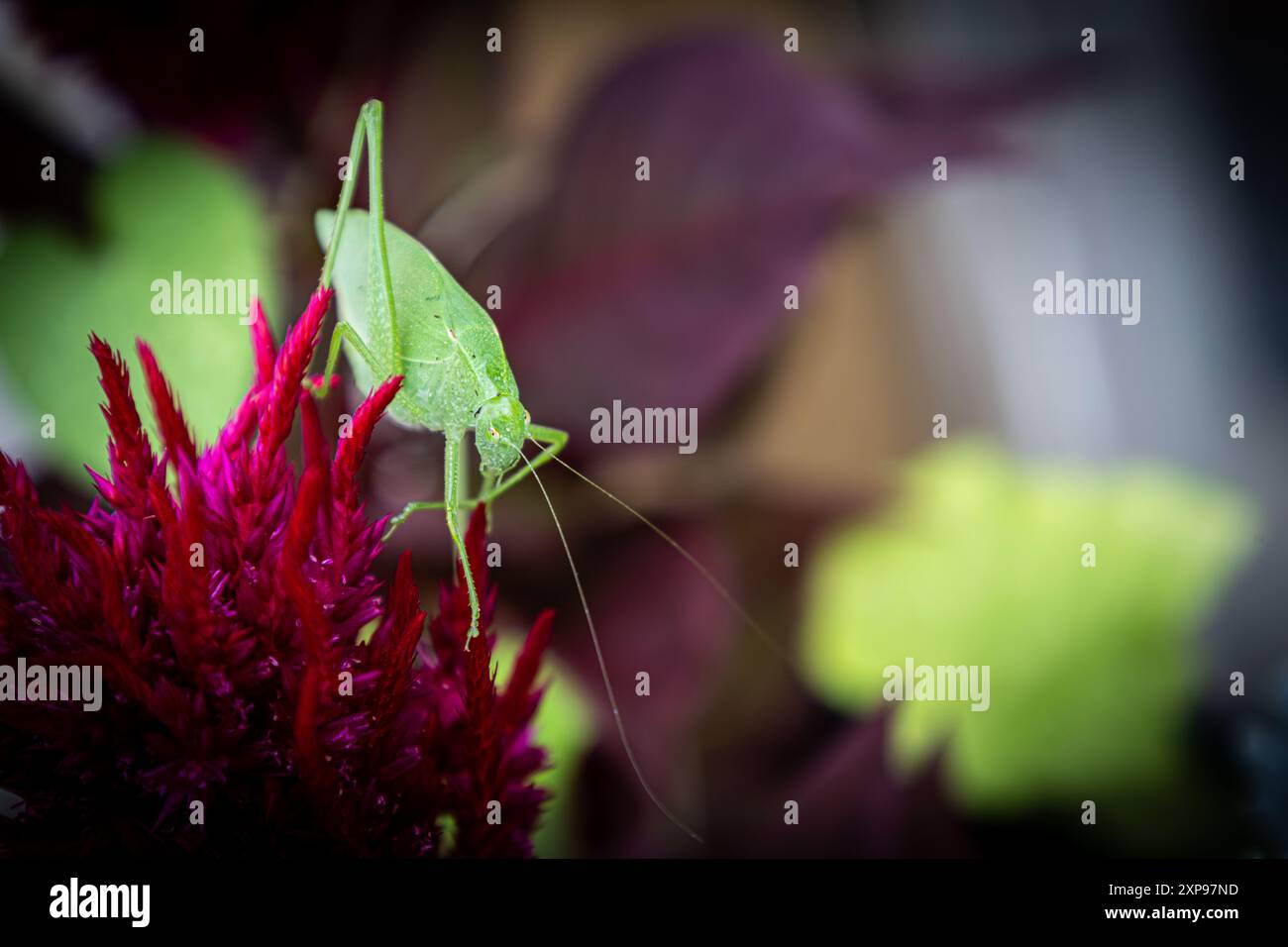 Flower with Katydid - Colorful Nature Close-Up Stock Photo