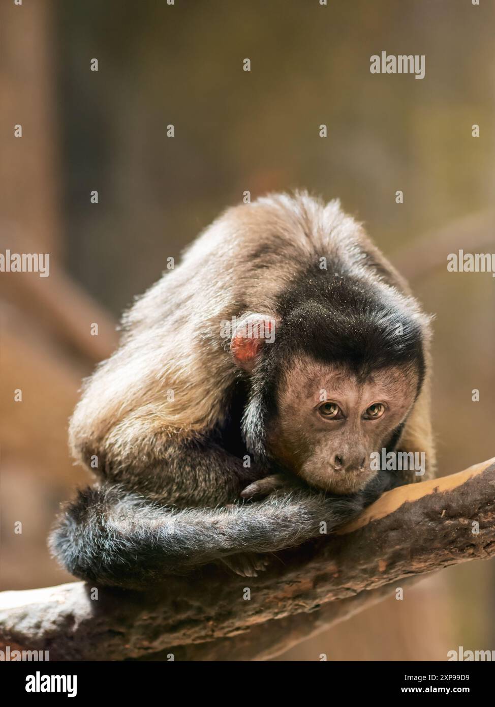 Mindful Black Capuchin or Sapajus Nigritus, also known as Black-horned Capuchin. Brown-colored monkey deep in thoughts. Stock Photo