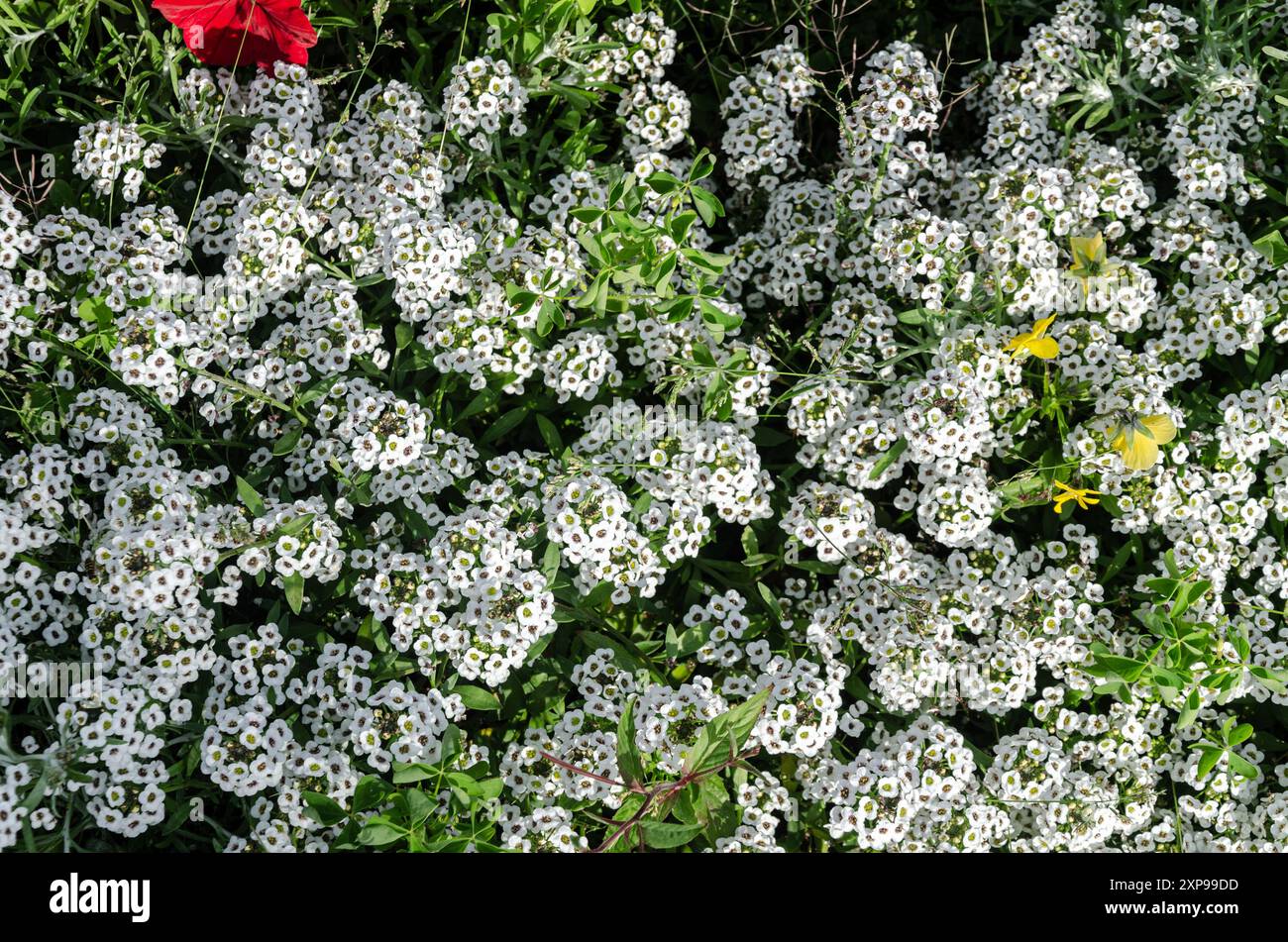 Plant alyssum maritimum hi-res stock photography and images - Alamy