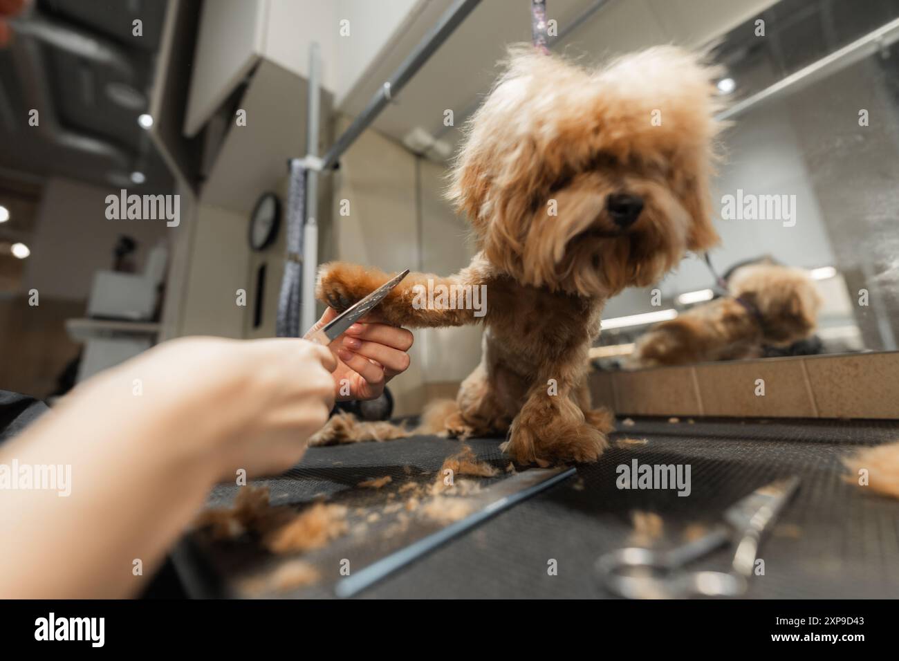 Professional dog grooming process hi-res stock photography and images ...