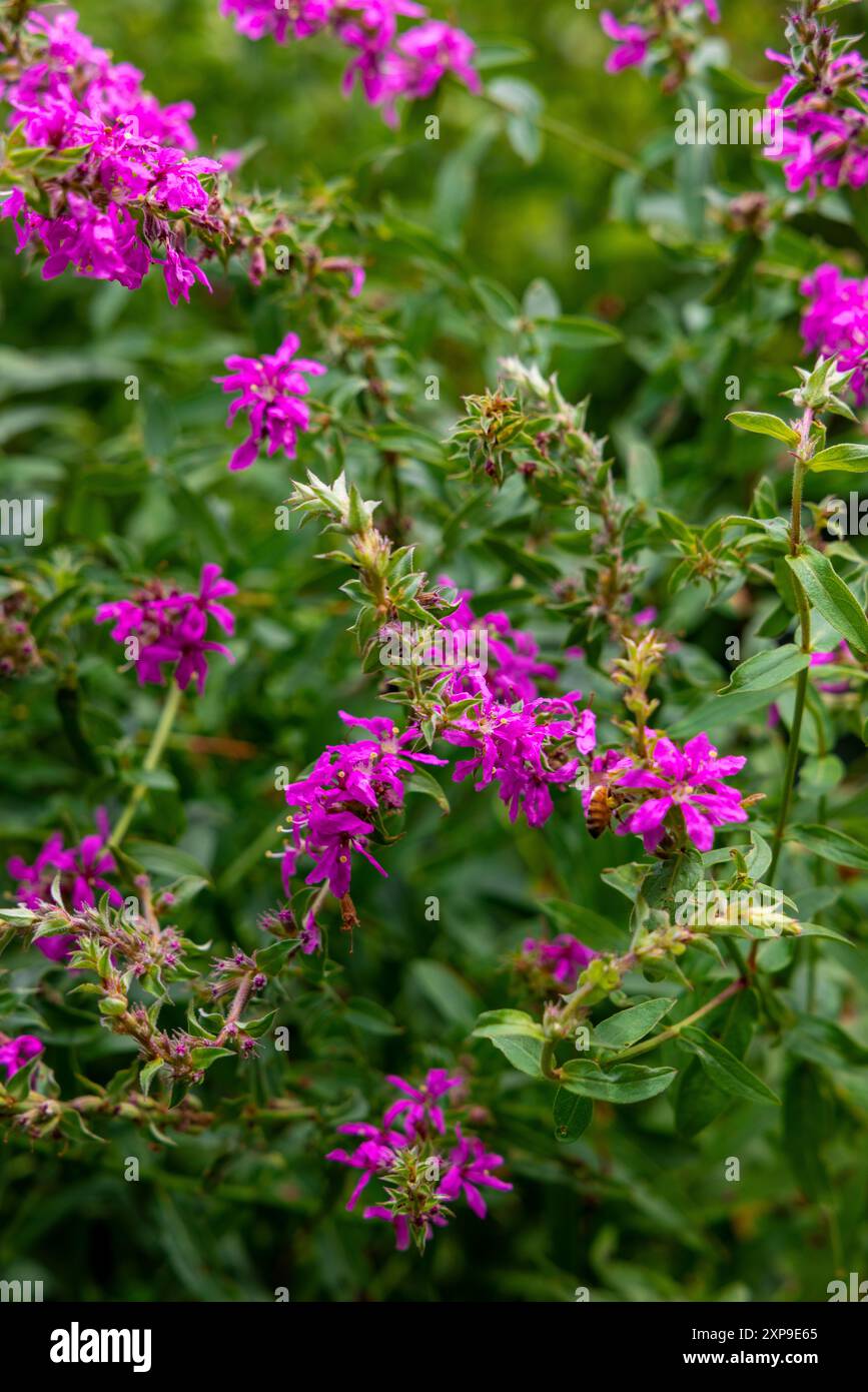 Purple Wild Flowers Stock Photo - Alamy