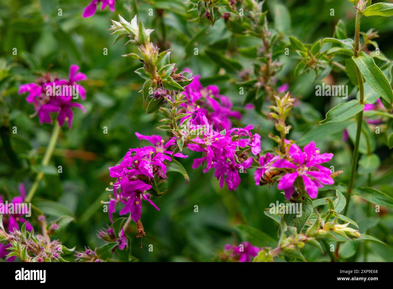 Purple Wild Flowers Stock Photo - Alamy
