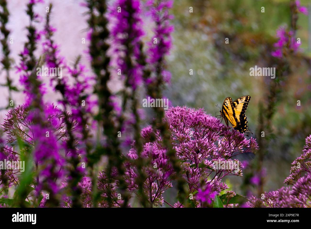 Beautiful Butterfly on Purple wild Flowers Stock Photo - Alamy