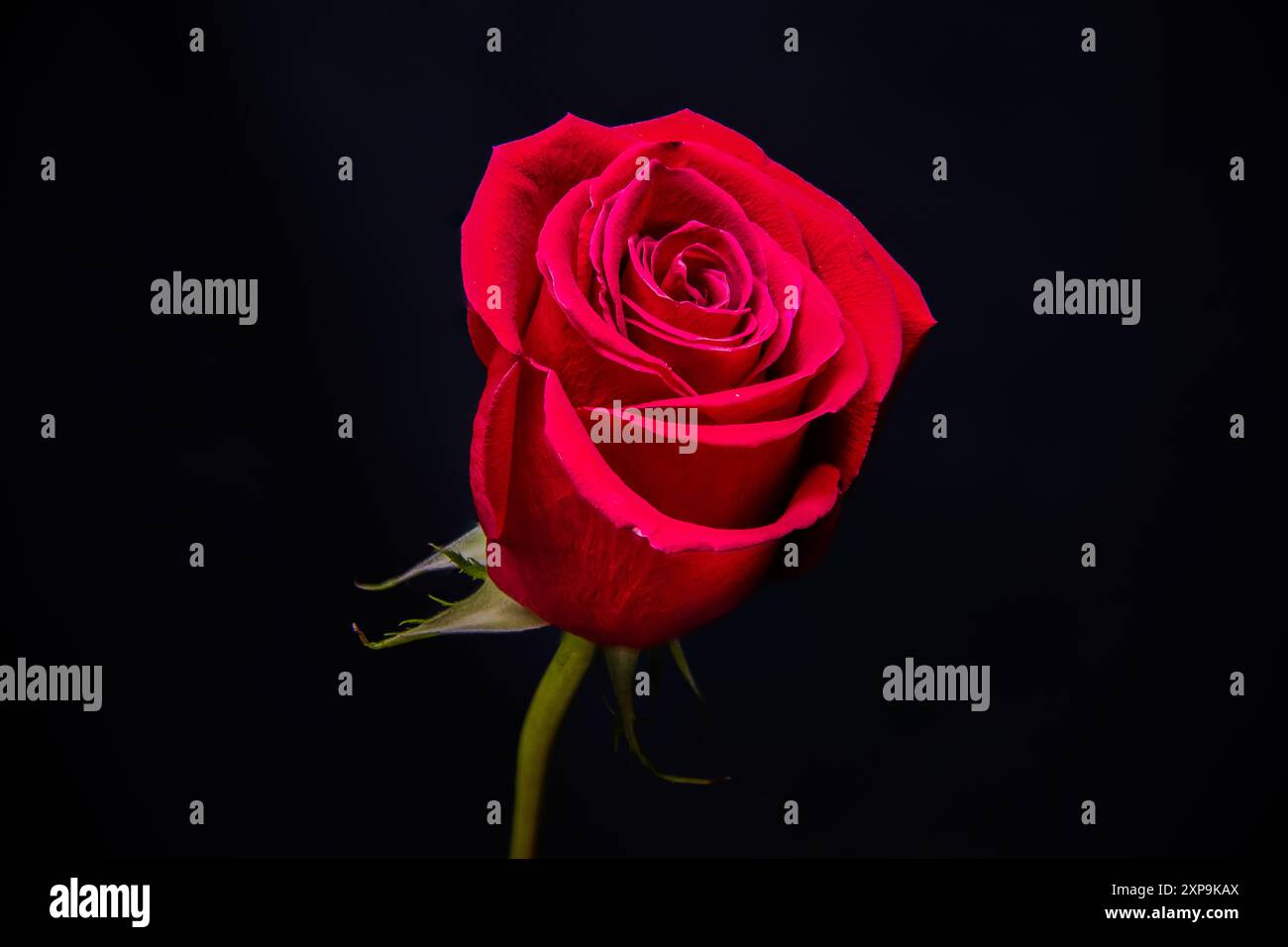 Stunning and vibrant bright red rose on black background with amazing ...