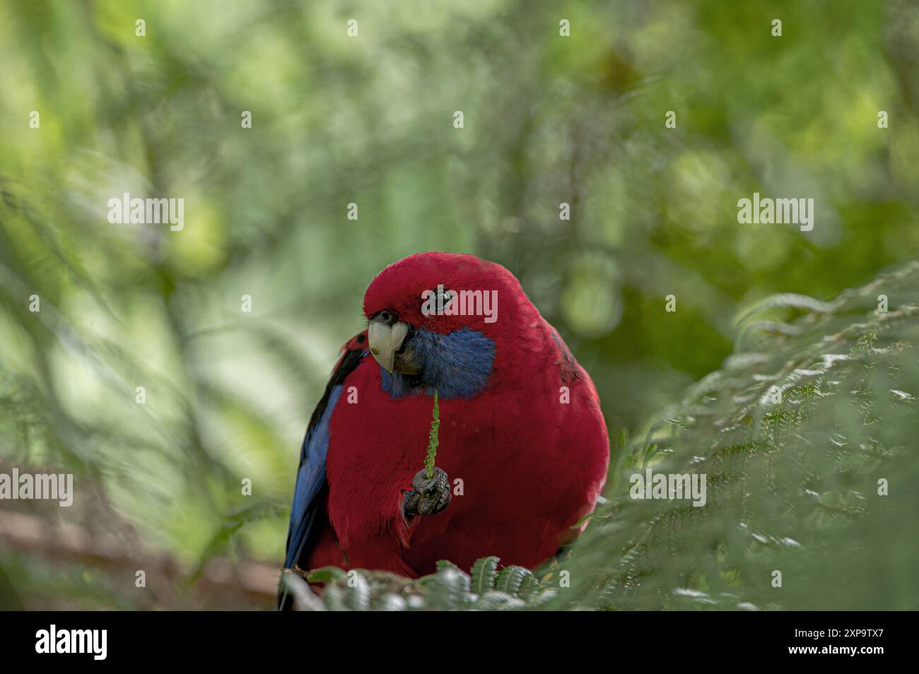 Crimson rosella perched on a branch holding a leaf with blurred green background. Space for copy. Stock Photo