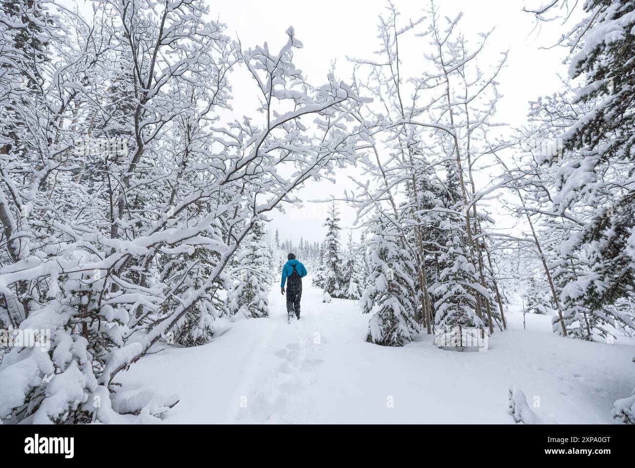 Walk In Deep Snow Person walking in deep snow hi-res stock photography and images - Alamy