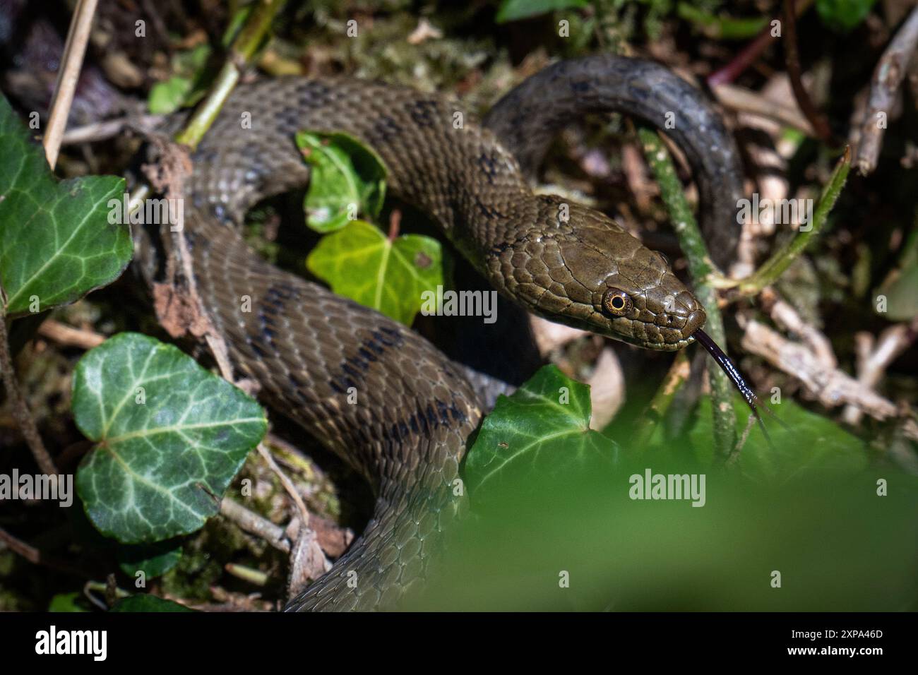 The Dice snake Natrix tessellata is seen in Switzerland on 17th January ...
