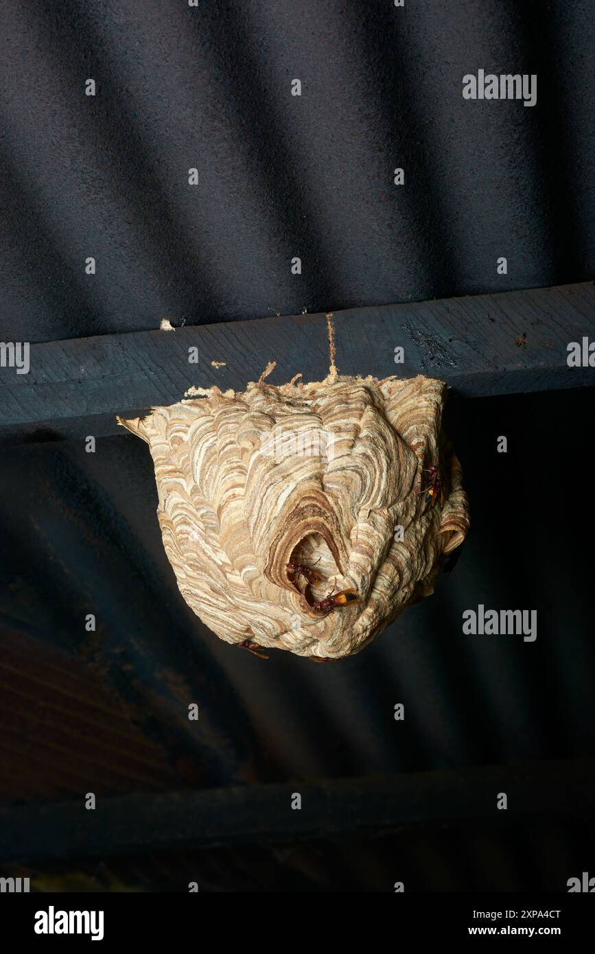 large wasp nest hanging under roof or sheltered location, grayish papery appearance created by social wasps or hornets, danger and safety of stings Stock Photo