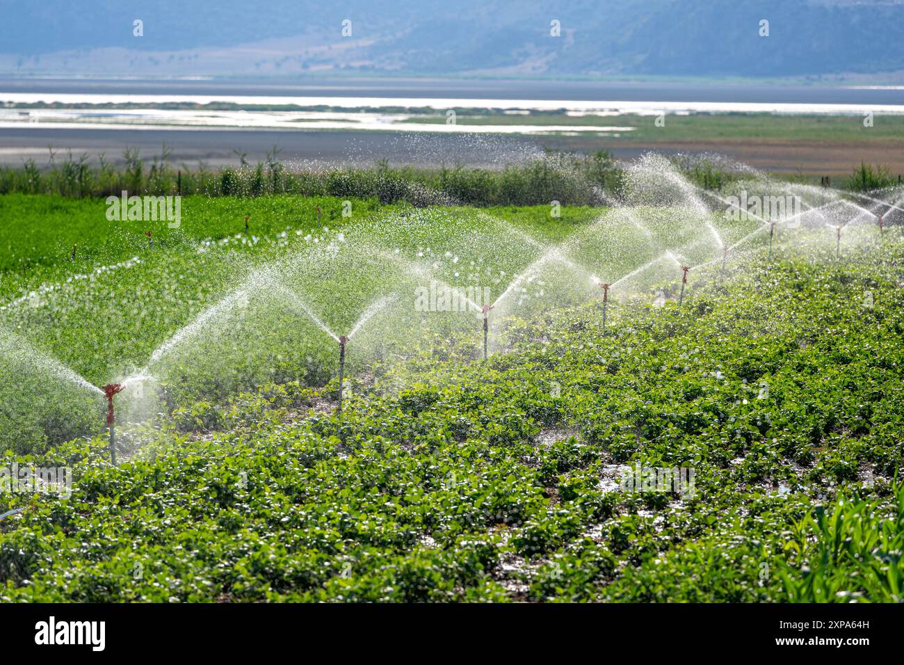 Automatic Sprinkler irrigation system watering in the vegetable farm. Selective focus and motion blur Stock Photo