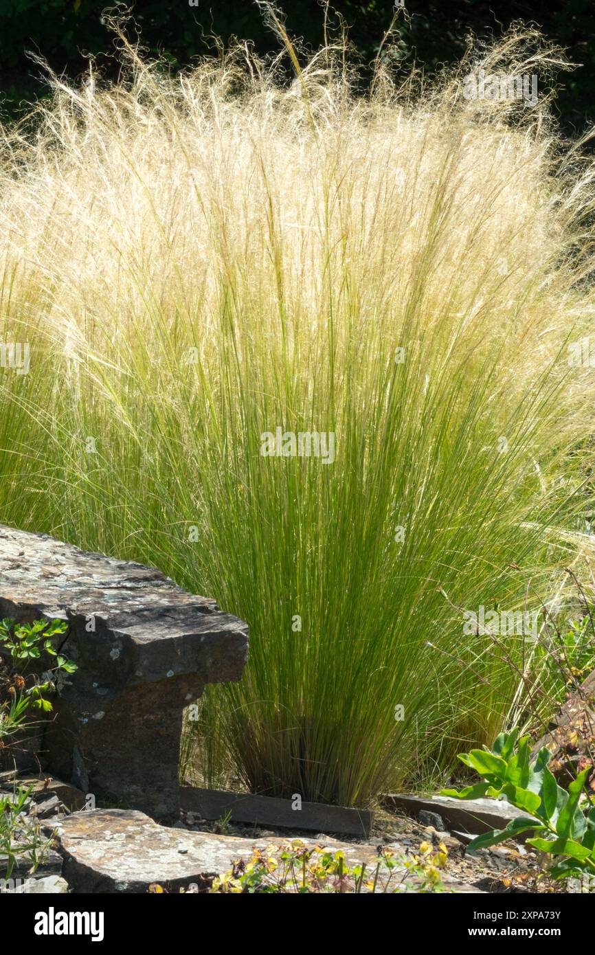 Stipa tenuissima Pony Tails Nassella Garden Plant Ornamental Grasses Tufted Stock Photo