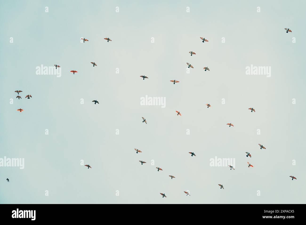 Large group of pigeons flying across the winter overcast sky, low angle view Stock Photo