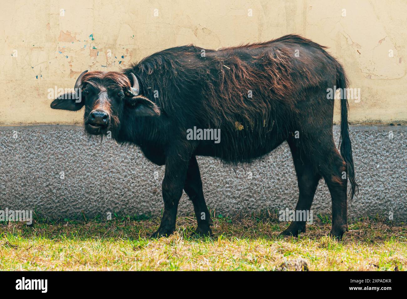 Domestic water buffalo in farm paddock, livestock animal husbandry, selective focus Stock Photo