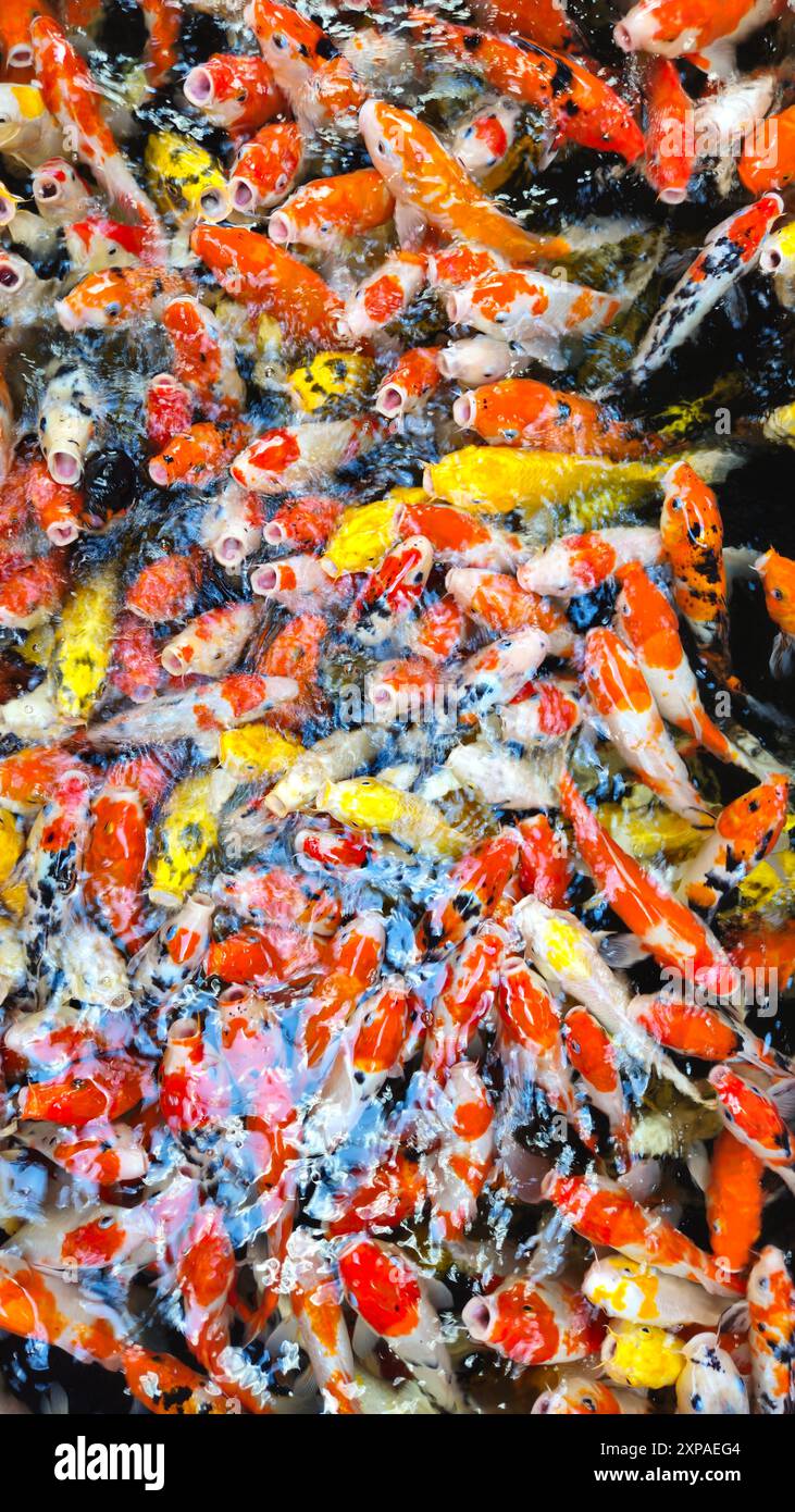 Pond with carps top view. Many colorful fish of different sizes swim in the lake. School of fish in the pond. Fancy carp Stock Photo Alamy