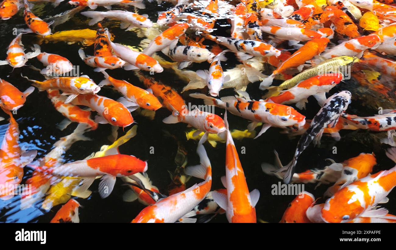 Life under water. Close-up of colorful koi fish or Japanese koi carp in the pond. The fishes swimming freely and finding food. Stock Photo