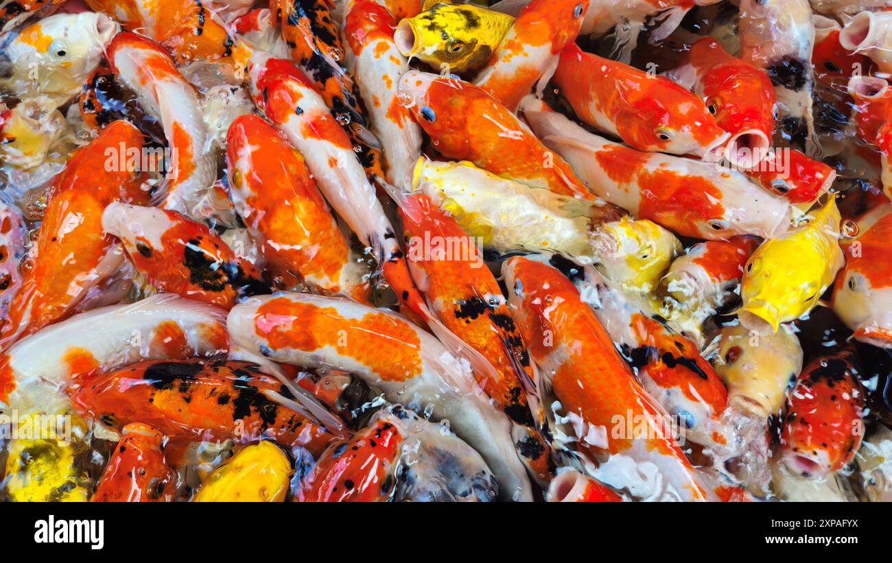 Golden koi carp mouth open hi-res stock photography and images - Alamy