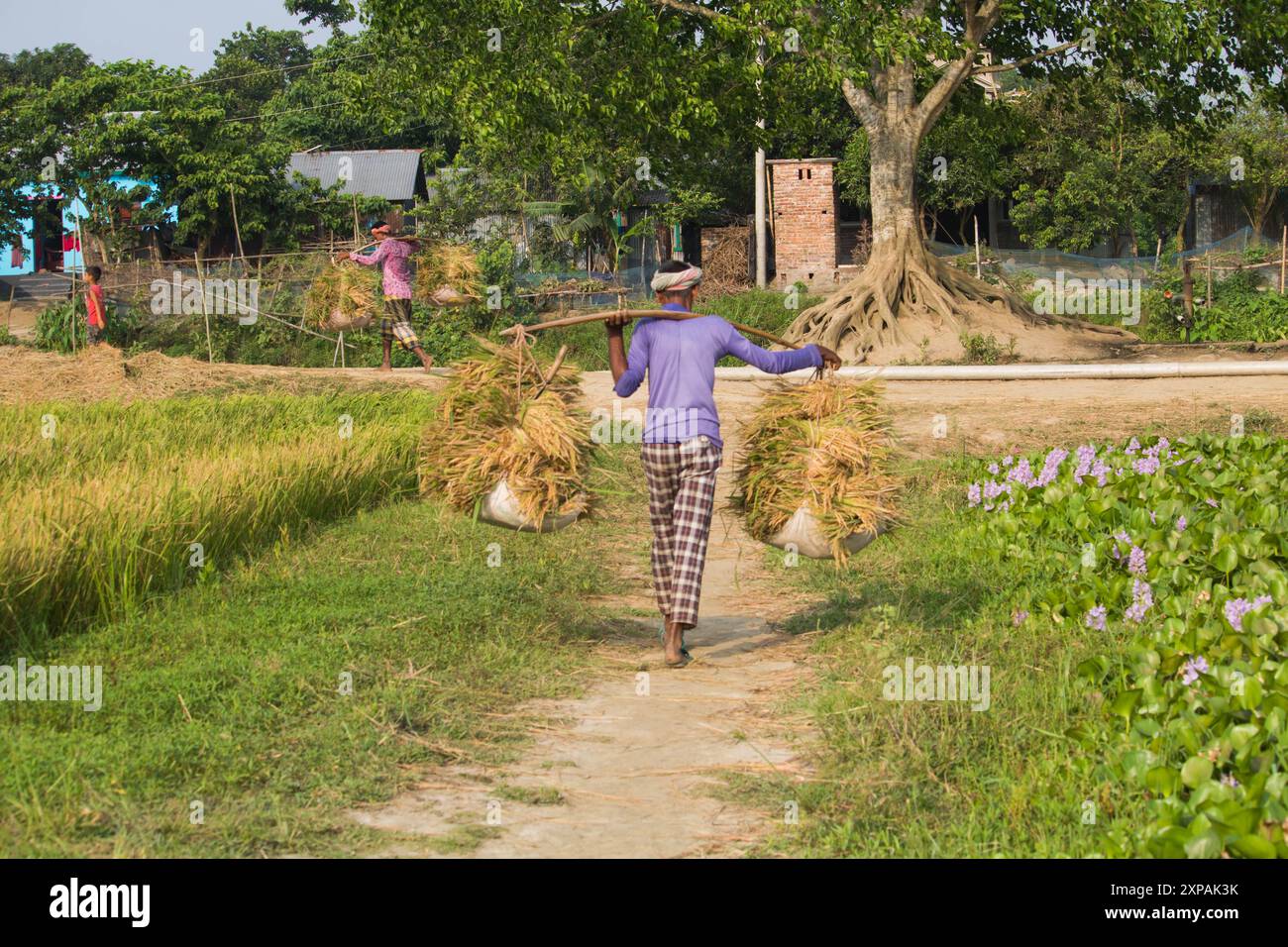 Rice field on rice paddy green color lush growing is a agriculture ...