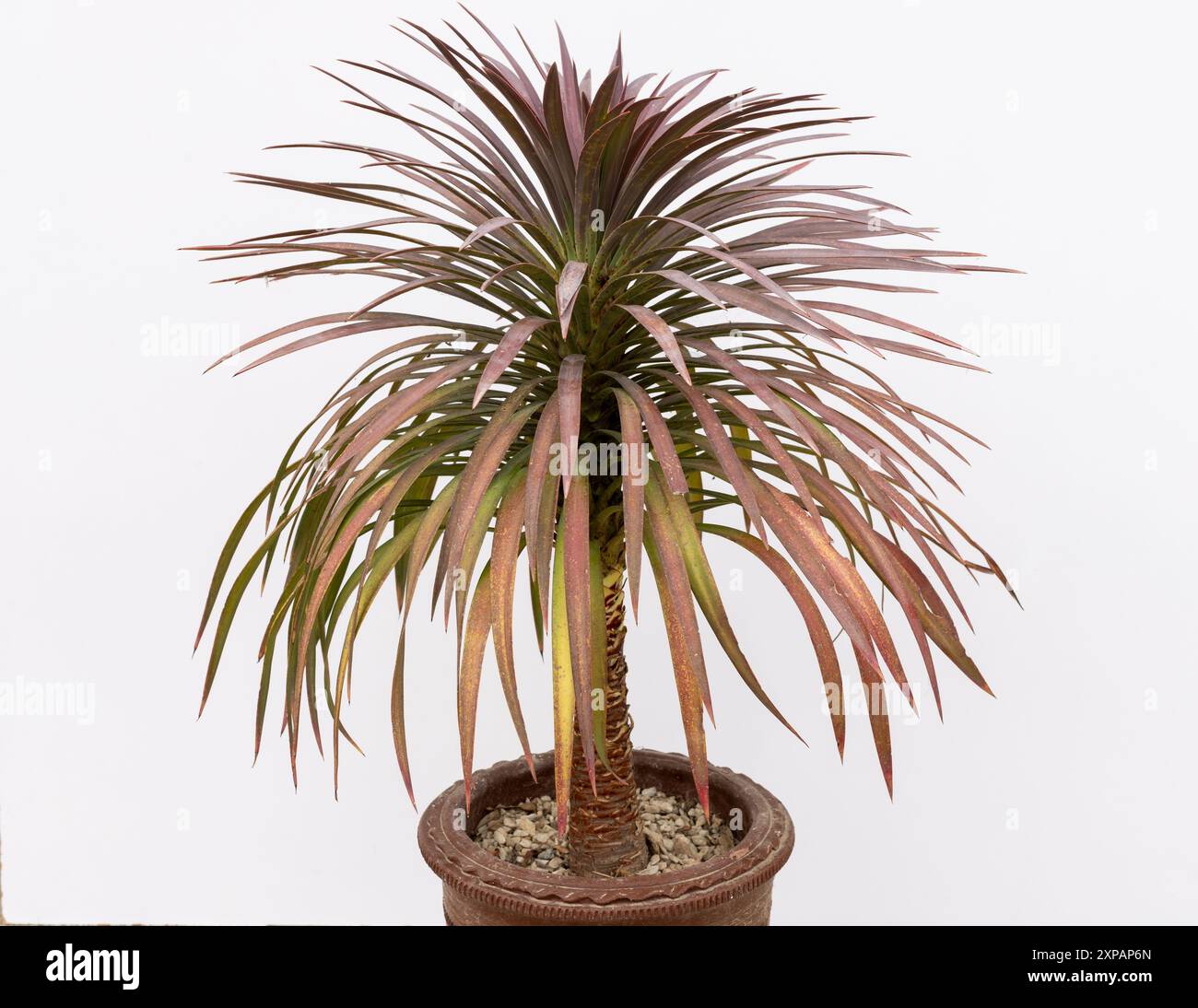 Yucca succulent plant in a pot on white isolated background Stock Photo -  Alamy