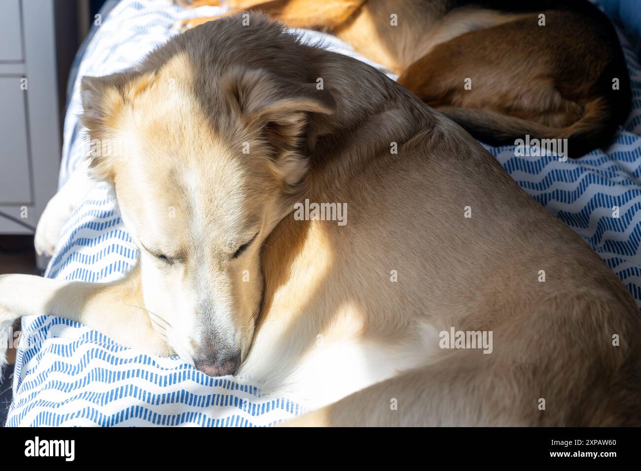 A dog is laying on a bed with a blue and white blanket. The dog is ...
