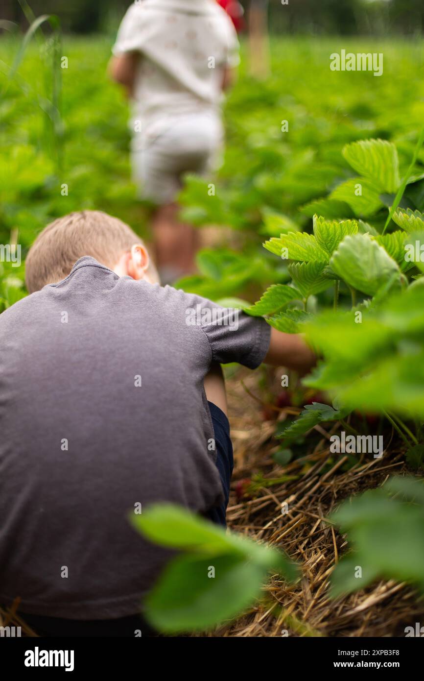 Young boy picking strawberries in field Stock Photo - Alamy