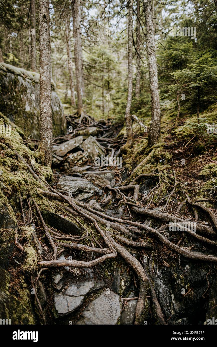 Roots and rocks on Appalachian Trail in 100 mile wilderness, Maine ...