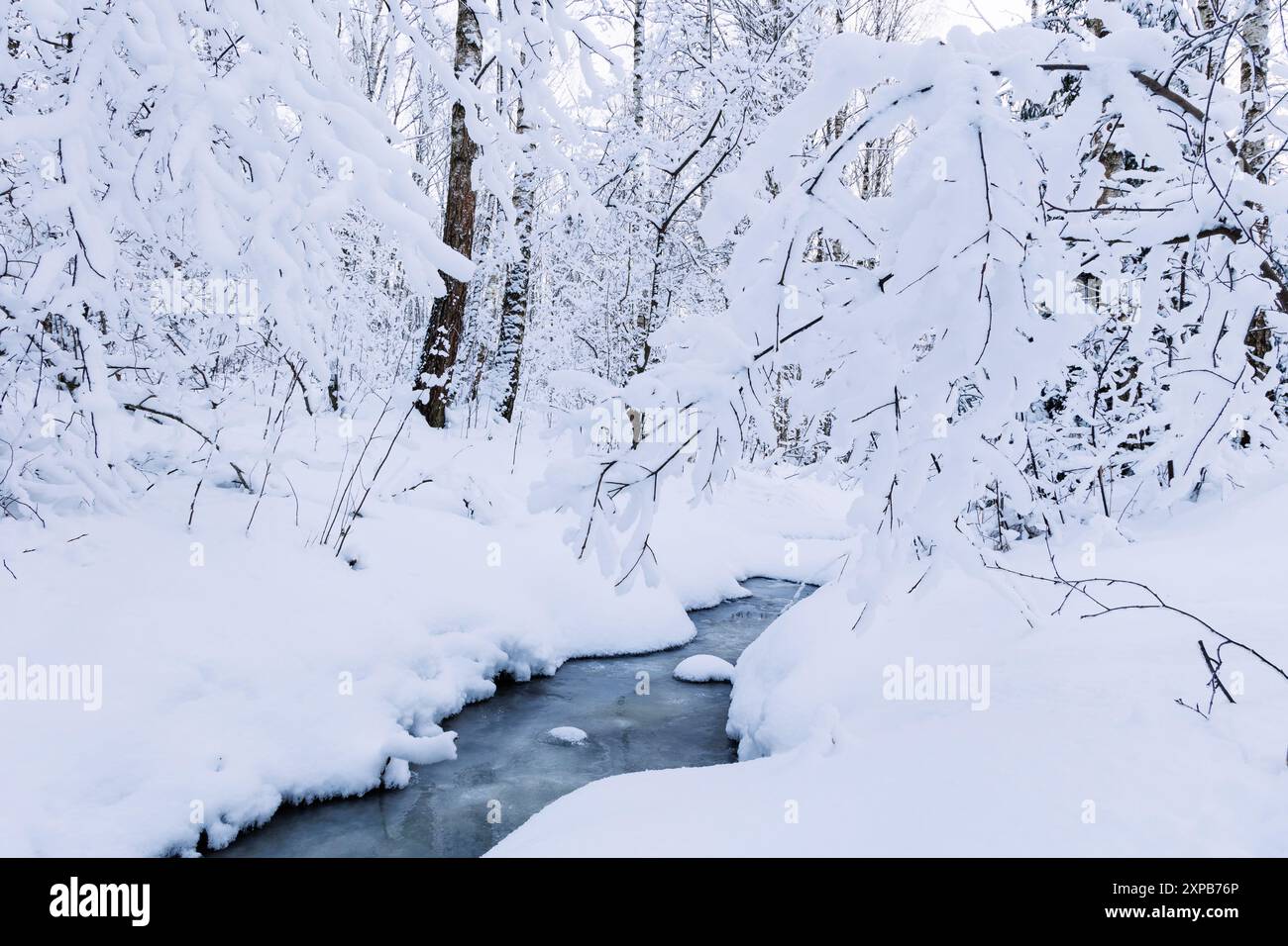 Peaceful snowy forest frozen hi-res stock photography and images - Alamy