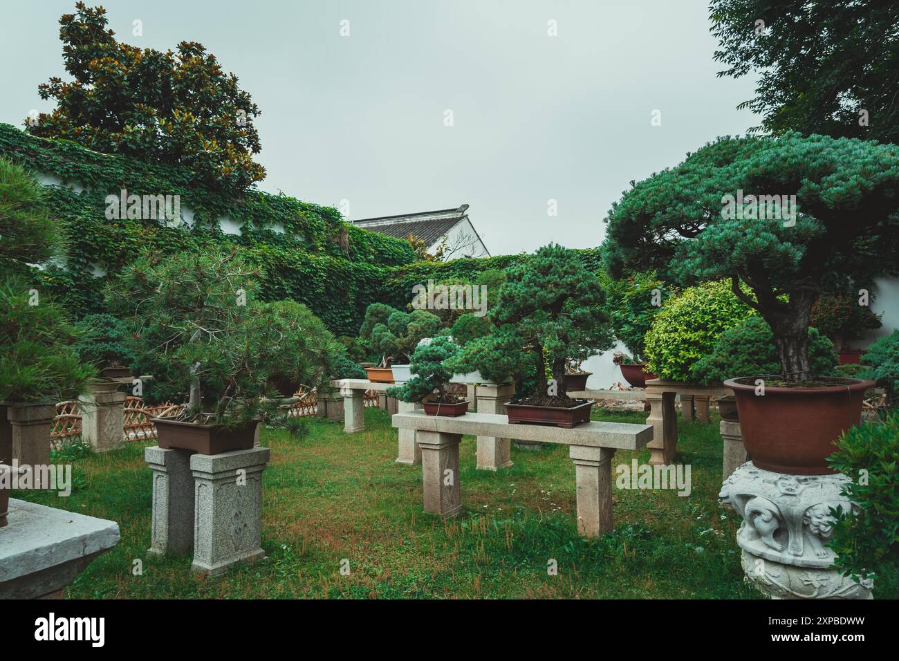 Ancient bonsai hi-res stock photography and images - Alamy