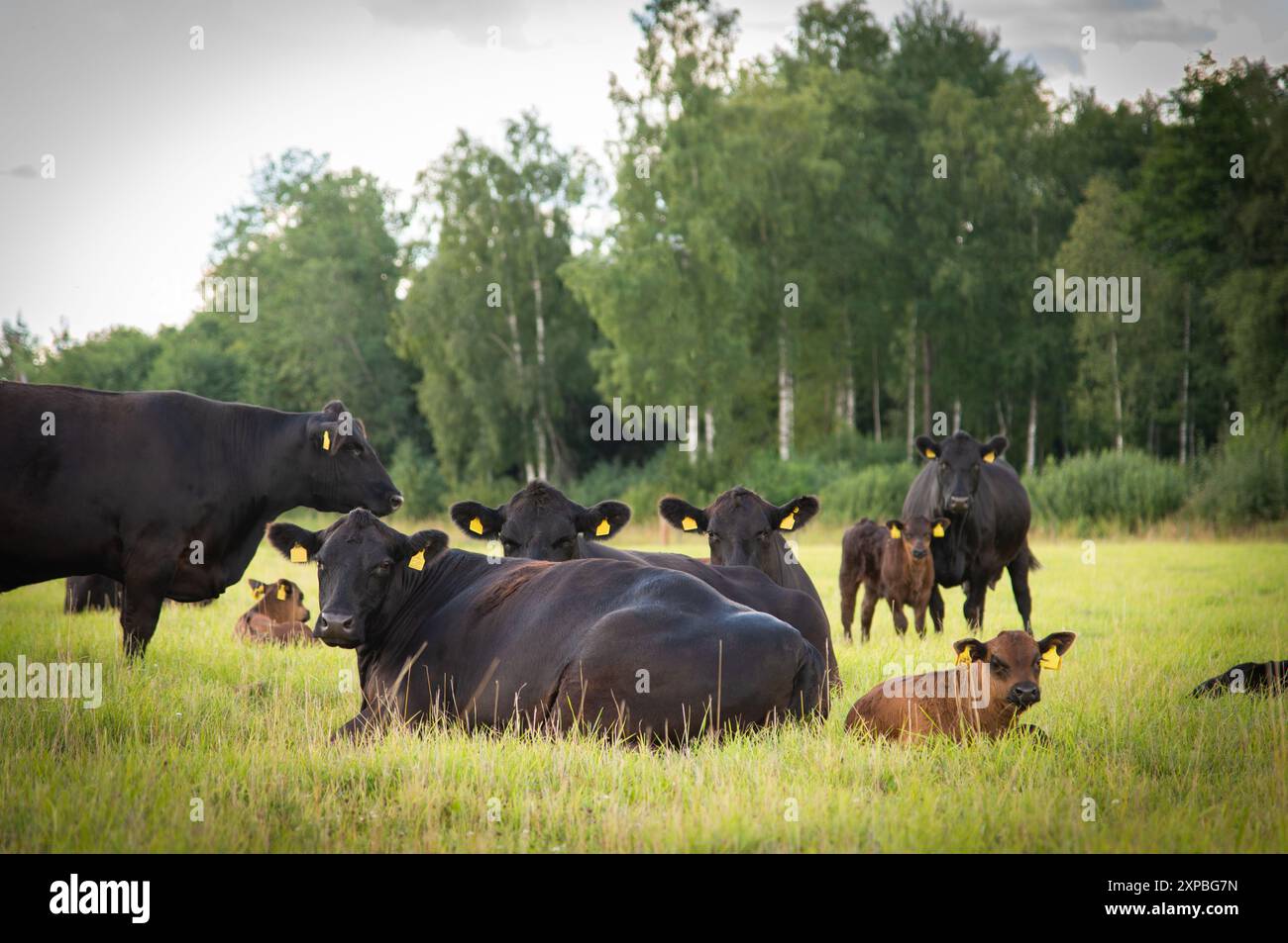 Black angus cow calf lying down in grass on summer day Stock Photo - Alamy