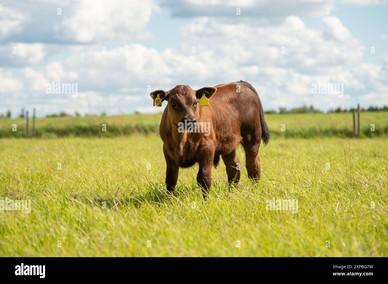 Black angus calf on summer day standing in grass Stock Photo - Alamy