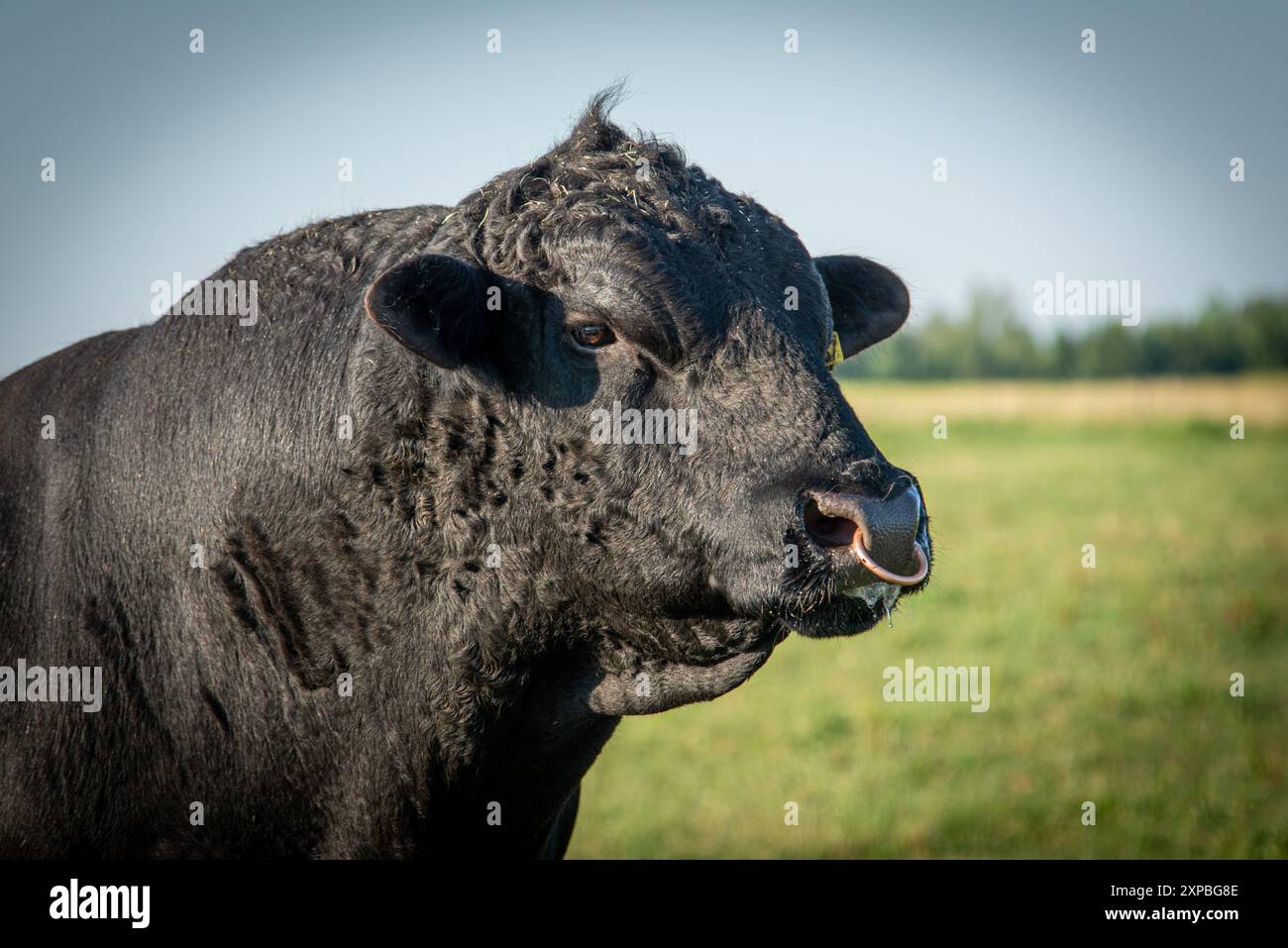 Black angus bull portrait photo, black angus bull head Stock Photo - Alamy