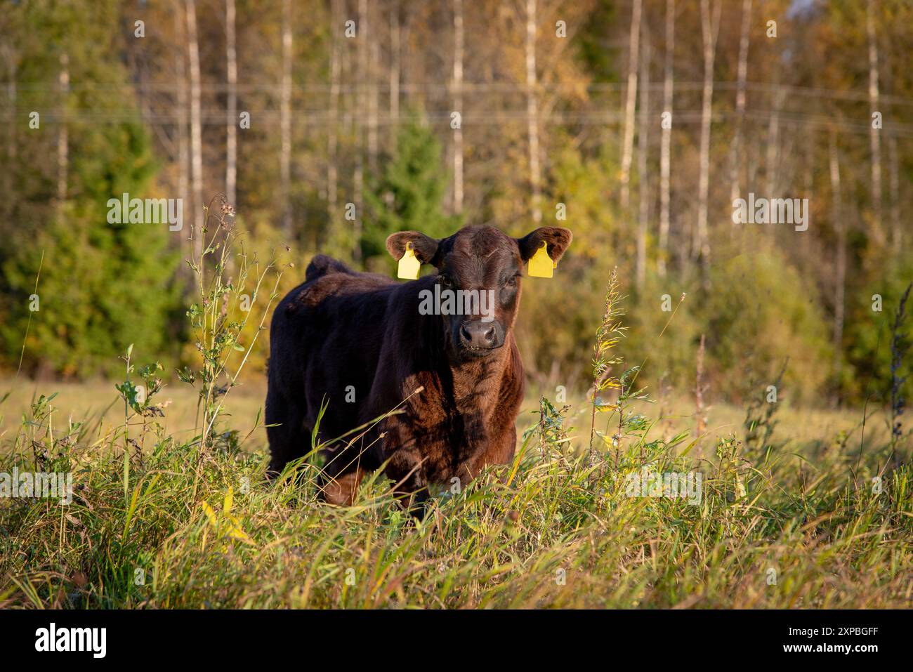 Black angus calf on summer day standing in grass Stock Photo - Alamy