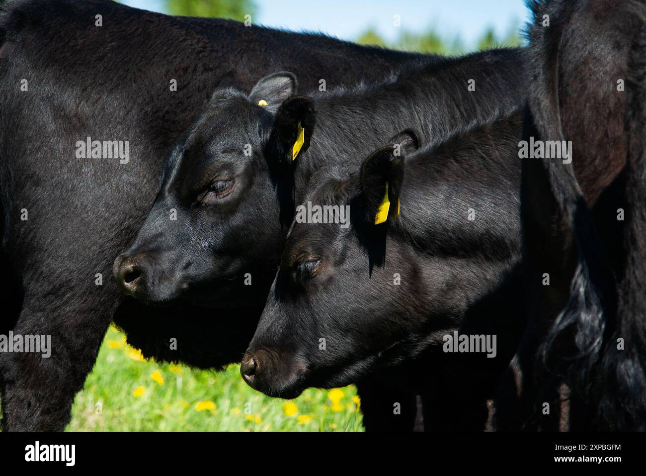Aberdeen angus bull head hi-res stock photography and images - Alamy