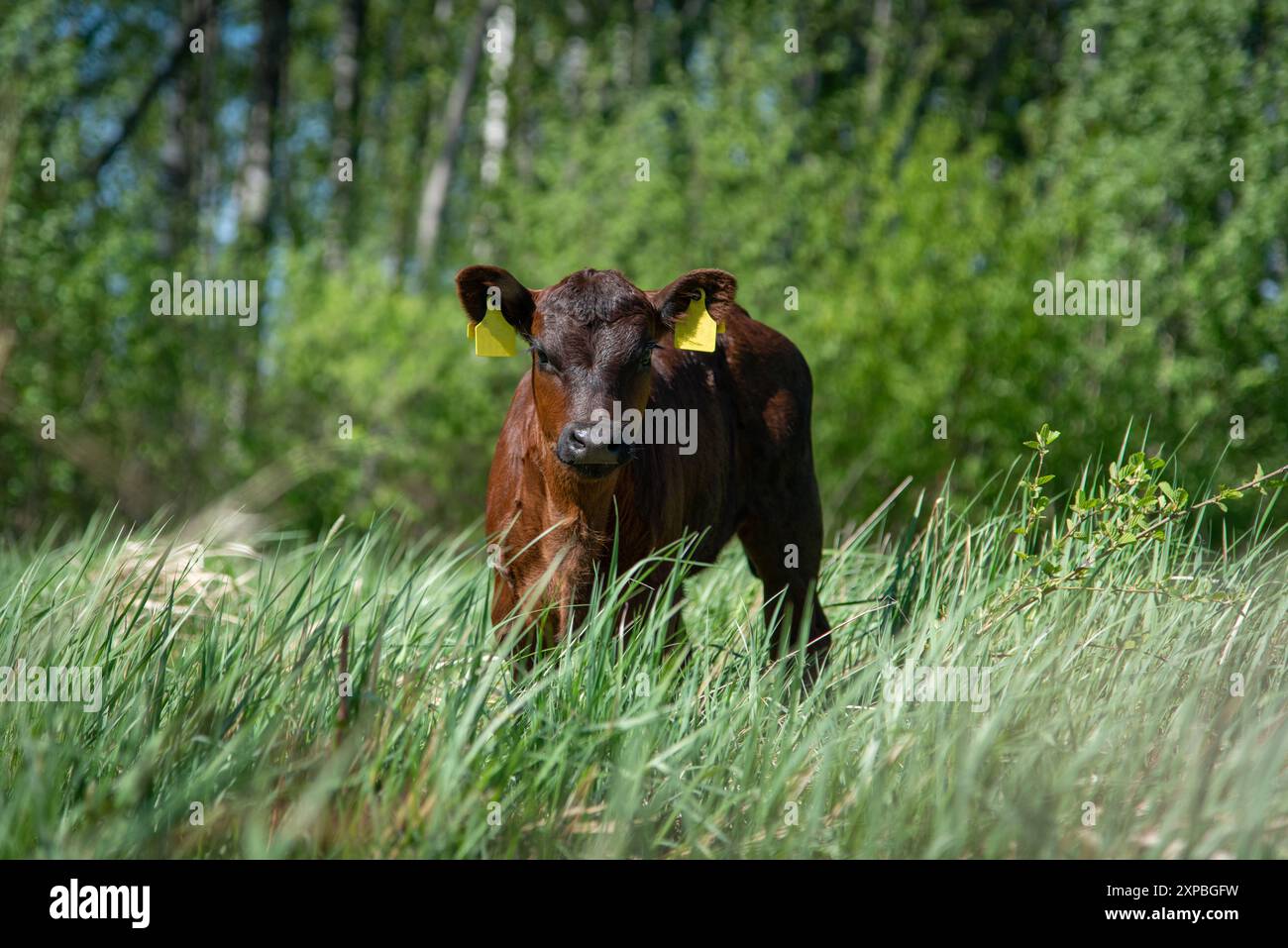 Black angus calf on summer day standing in grass Stock Photo - Alamy