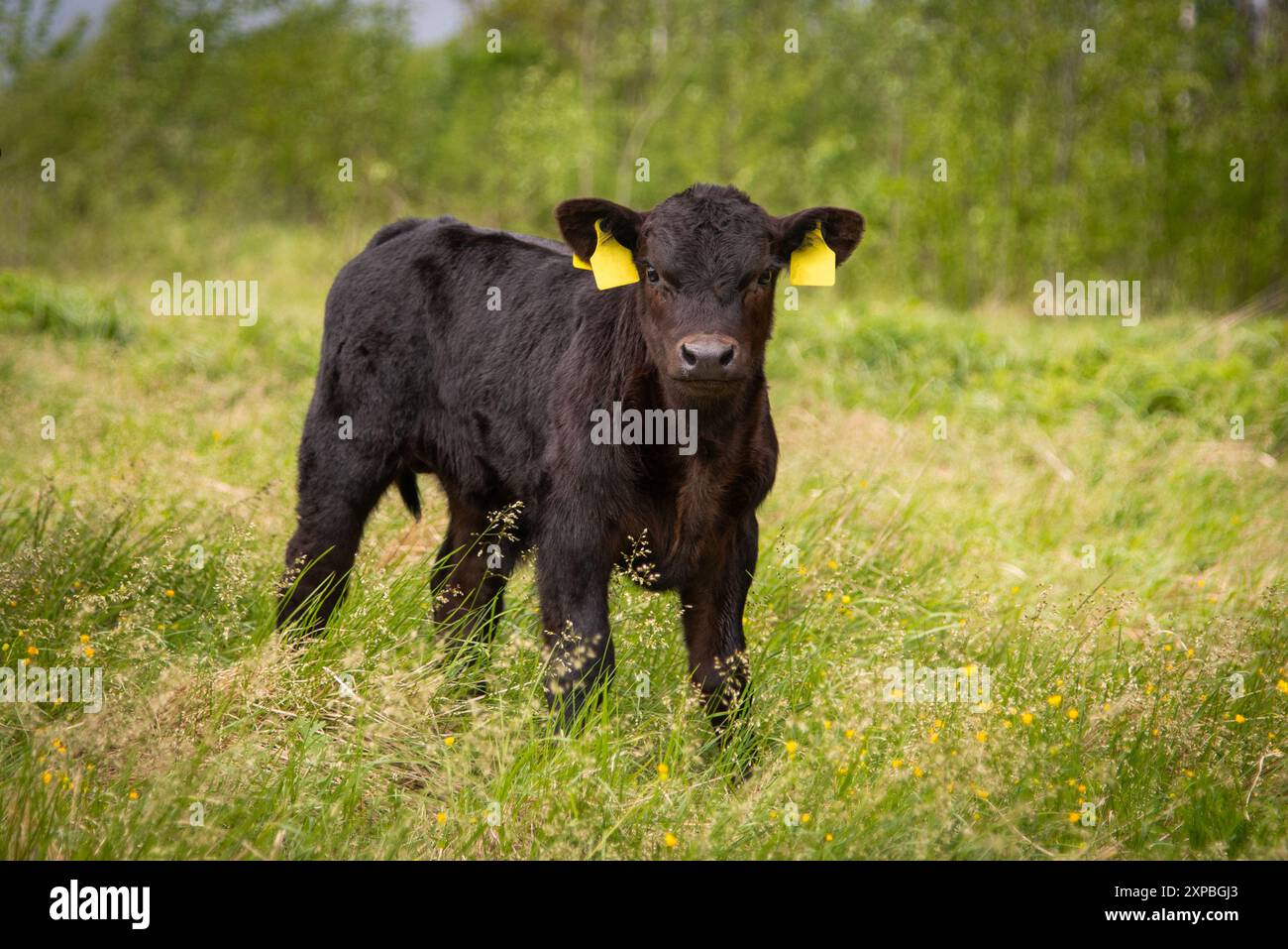 Black angus calf on summer day standing in grass Stock Photo - Alamy