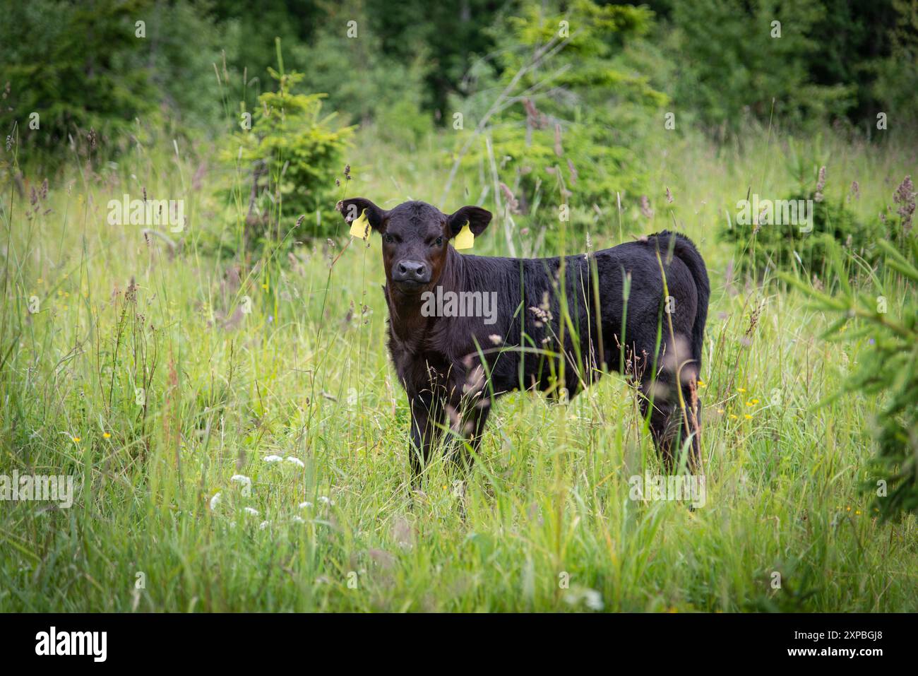 Black angus calf on summer day standing in grass Stock Photo - Alamy