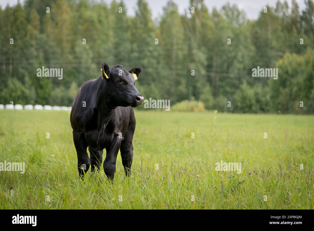 Black angus calf on summer day standing in grass Stock Photo - Alamy