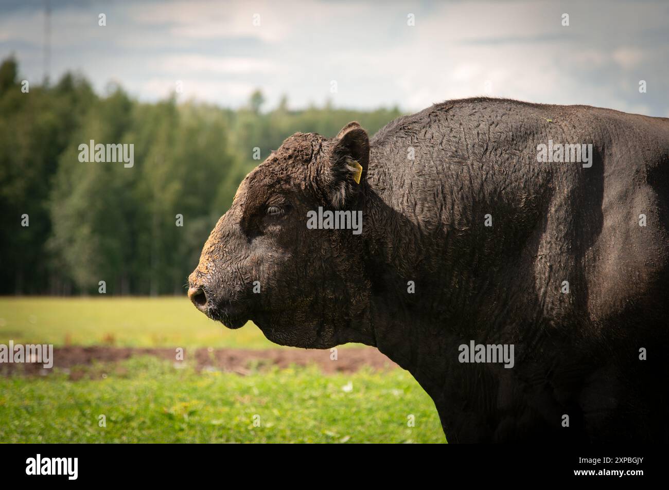 Black angus bull portrait photo, black angus bull head Stock Photo - Alamy