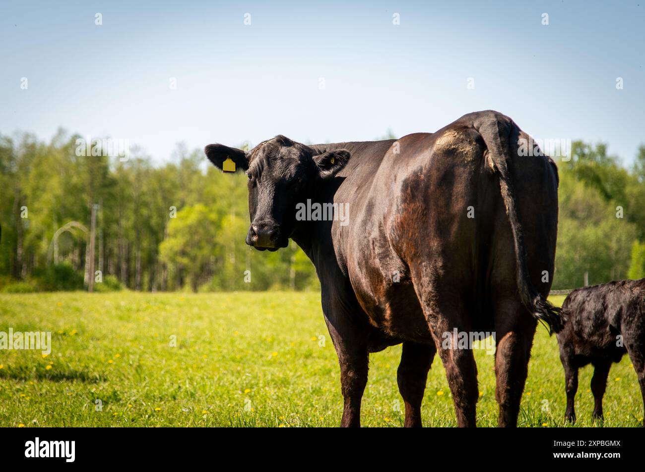 Black angus cow standing in grass on summer day Stock Photo - Alamy