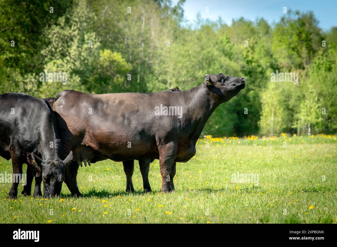 Black angus cows standing in green grass on summer day Stock Photo - Alamy