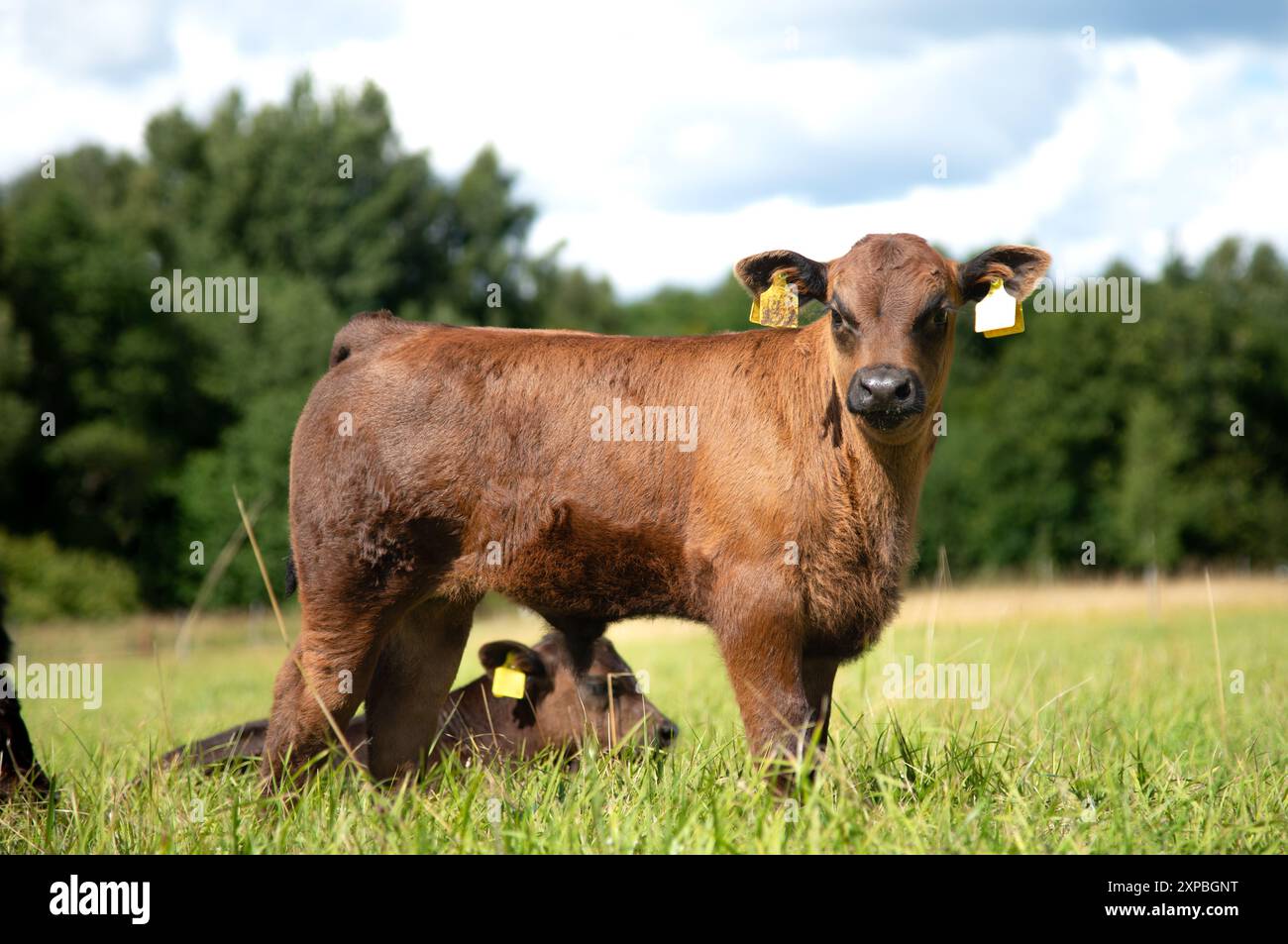 Black angus calf on summer day standing in grass Stock Photo - Alamy