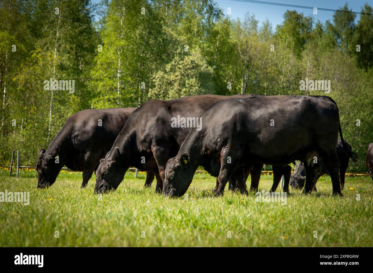 Black angus cows grazing on green grass on summer day Stock Photo - Alamy