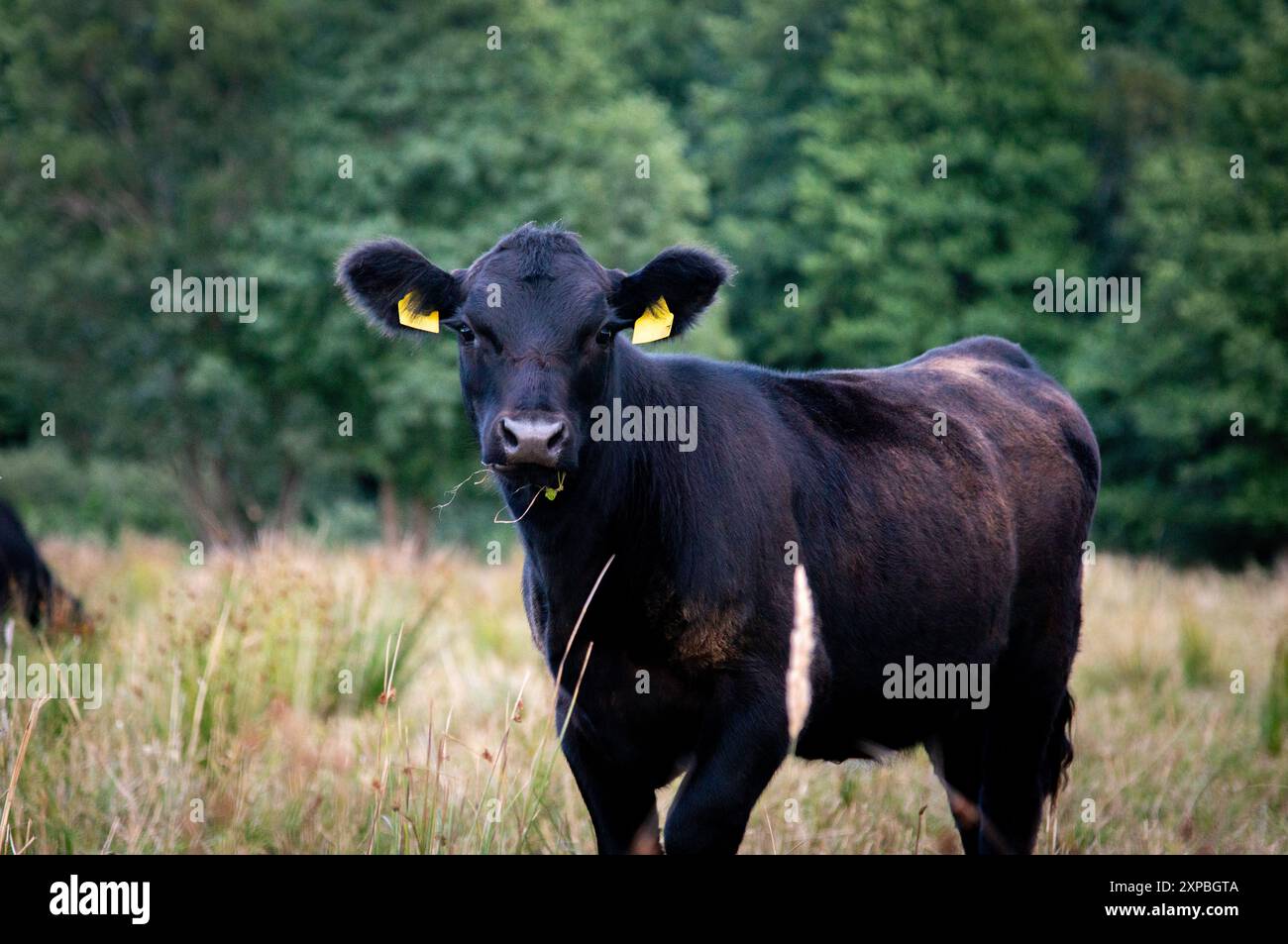 Black angus calf on summer day standing in grass Stock Photo - Alamy