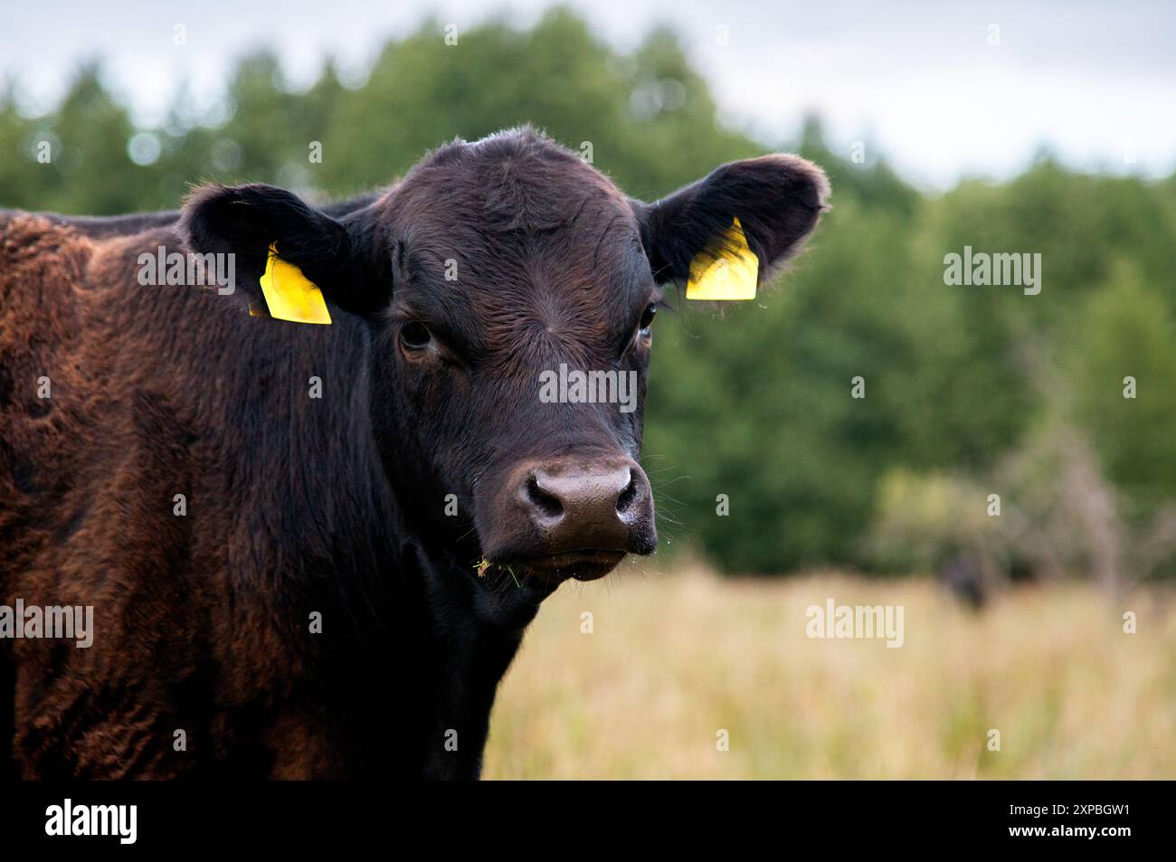 Black angus heifer calf bull head portrait paddock grassland Stock ...