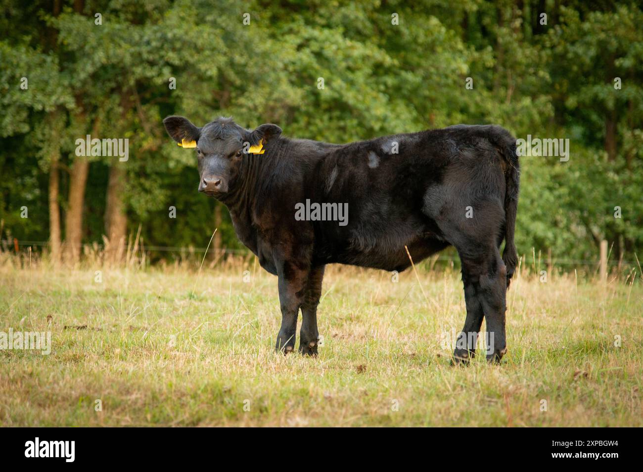 Black angus calf on summer day standing in grass Stock Photo - Alamy