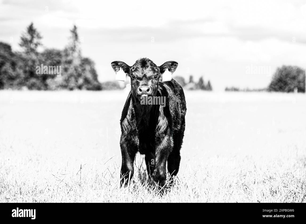 Black angus calf on meadow, black and white photo Stock Photo - Alamy