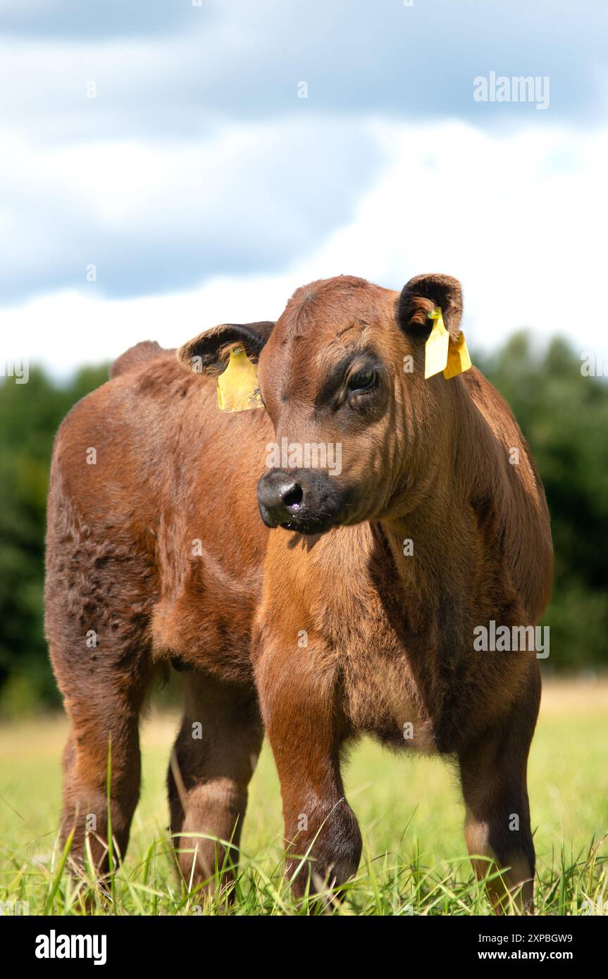 Black angus calf on summer day standing in grass Stock Photo - Alamy