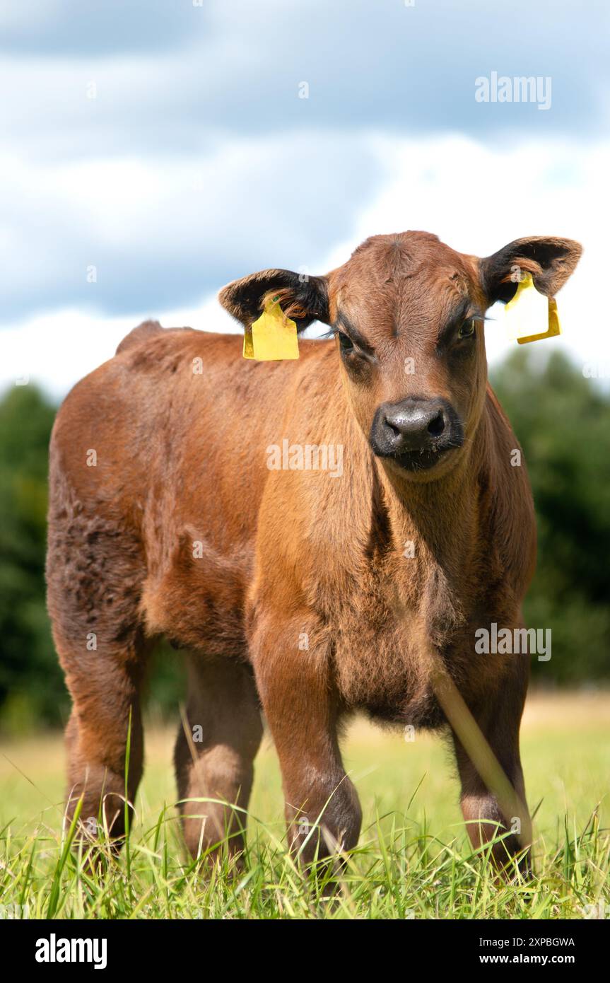 Black angus calf on summer day standing in grass Stock Photo - Alamy