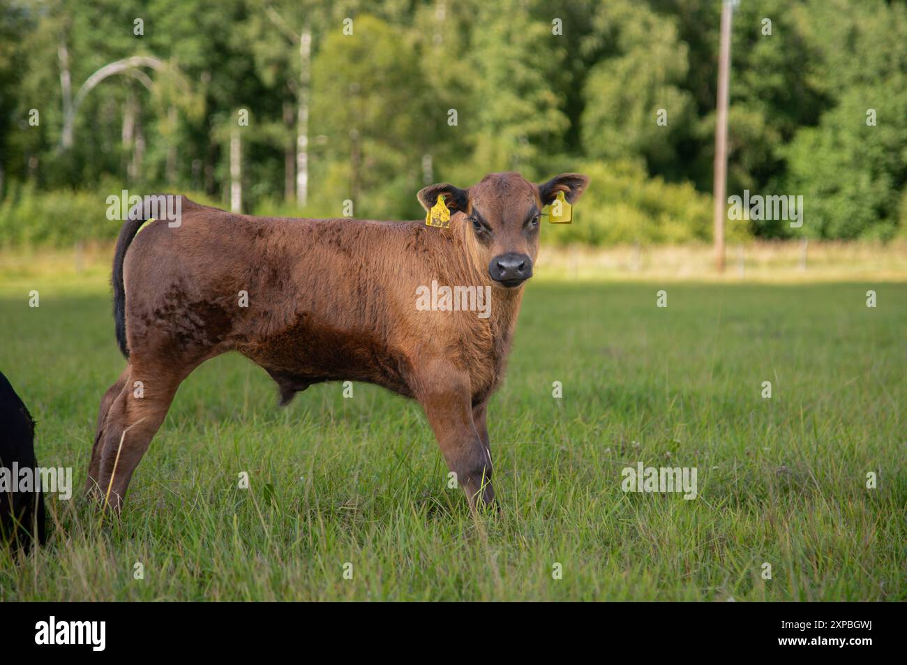 Black angus calf on summer day standing in grass Stock Photo - Alamy