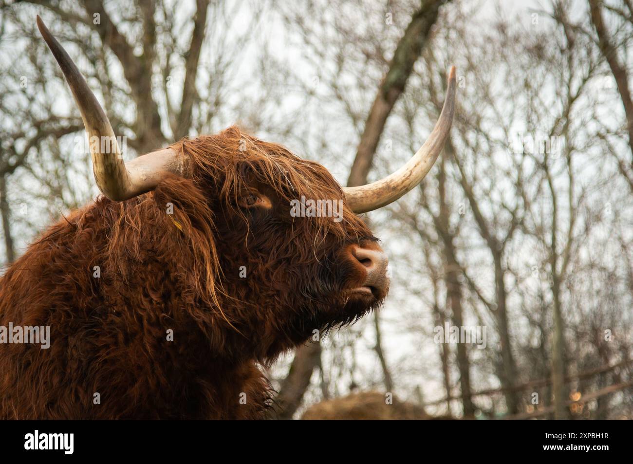 Highland cattle cow portrait with long horns Stock Photo - Alamy