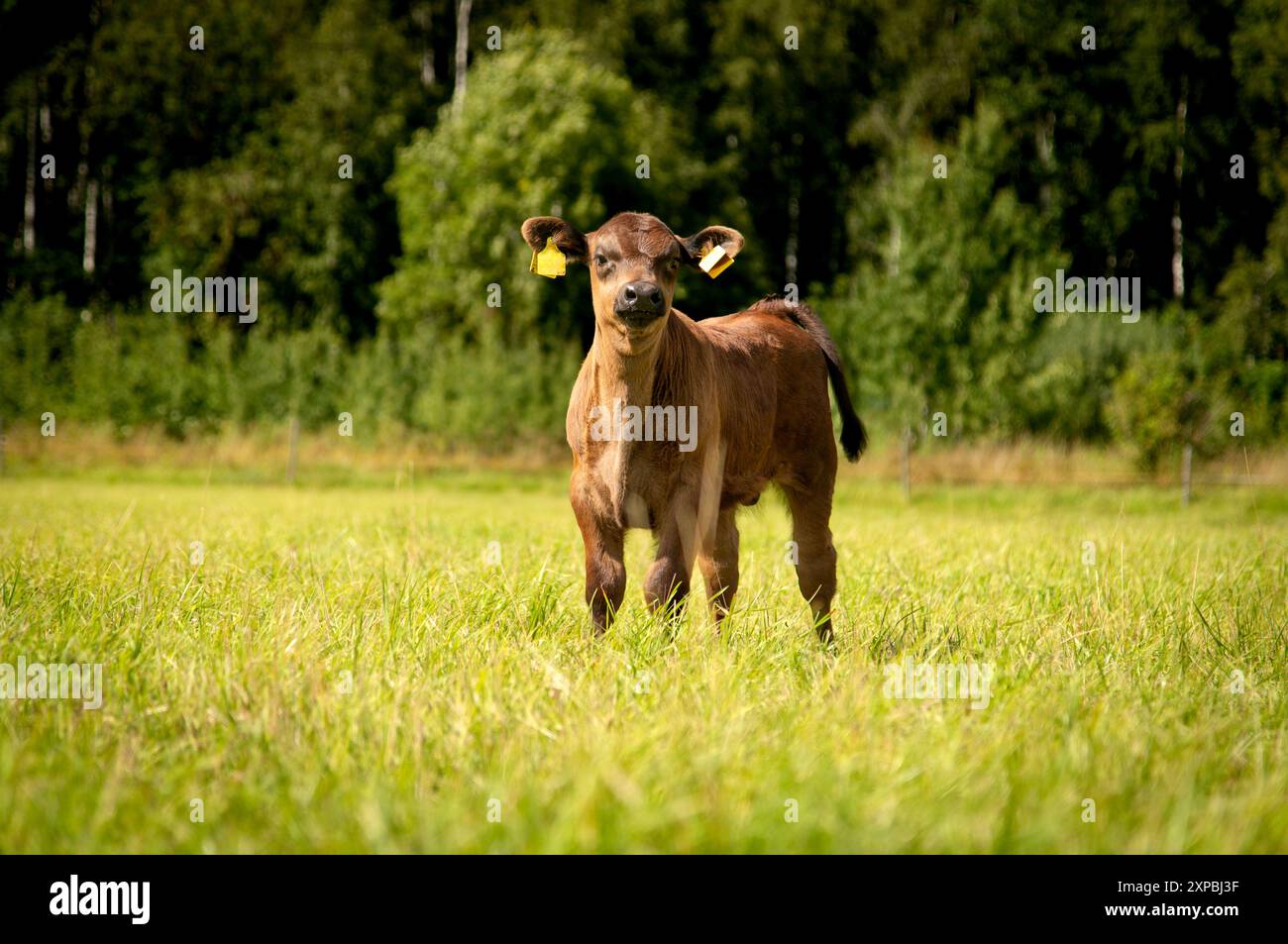 Black angus calf standing in grass on summer day Stock Photo - Alamy