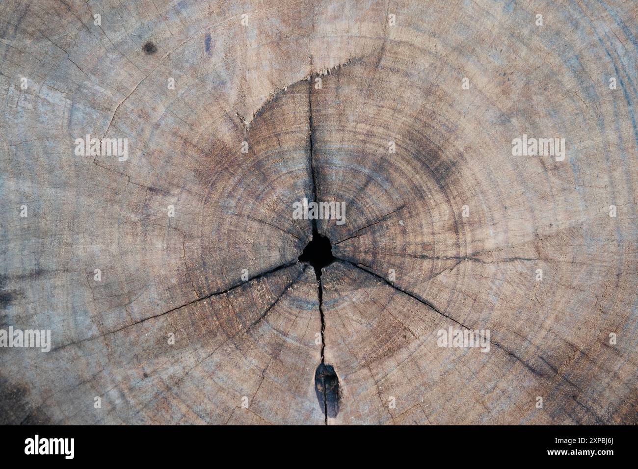 Close up wood texture for Background Stock Photo - Alamy